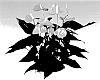 Anthurium%20andreanum%20L.%20%27ANTHEPDAK%27