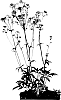 Astrantia%20major%20%27Capri%27