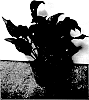 Zantedeschia%20sprengeri%20%27Las%20Vegas%27