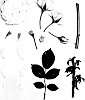 Rosa%20hybrida%20%27KORjoslio%27