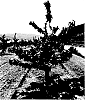 Prunus%20avium%20%27SPC243%27