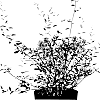 Buddleja%20alternifolia%20x%20caryopteridifolia%20%27Pmoore12%27