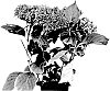 Hydrangea%20macrophylla%20%27H21-3%27