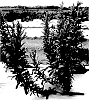 Stevia%20rebaudiana%20%2712-05-144%27