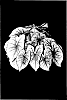 Caladium%20x%20hortulanum%20%27Southern%20Charm%27