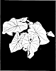 Caladium%20x%20hortulanum%20%27Allure%27