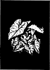 Caladium%20x%20hortulanum%20%27Monument%27