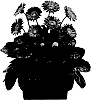 Gerbera%20hybrida%20%27Garkendall%27