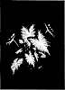 Caladium%20x%20hortulanum%20%27Water%27s%20Edge%27