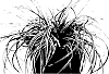 Carex%20oshimensis%20%27Ficre%27