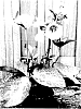Helleborus%20x%20hybridus%20%27EPB%2020%27