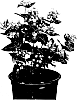 Hypericum%20hybrida%20%27Allpista%27