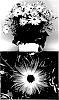 Senecio%20cruentus%20%27Sunsenegoroku%27