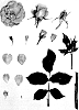Rosa%20hybrida%20%27KORapfhecki%27