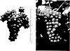 Vitis%20x%20vinifera%20%28hybrid%29%20%27SAUVIGNON%20KRETOS%27