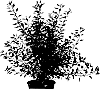 Physocarpus%20opulifolius%20%27Hoogi021%27