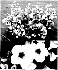Petunia%20x%20hybrida%20%27Sunsurf%20Yohaiha%27