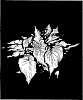 Caladium%20x%20hortulanum%20%27PSY%20LAV%202322-566B%27