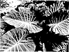Colocasia%20hybrid%20%27Maximus%20Gigante%27