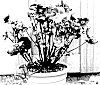 Helleborus%20x%20hybridus%20%27EPB%2032%27