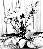 Helleborus%20x%20hybridus%20%27EPB%2031%27