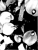 Zantedeschia%20sprengeri%20%27Le%20Chique%27
