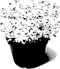 IBERIS%20PLANT%20NAMED%20%27IBSZ0003%27