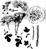 Rosa%20hybrid%20%27Poulpah072%27