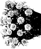 Dianthus%20caryophyllus%20%27Hilmimi%27
