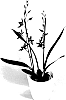 Nothogenus%3A%20x%20Miltonidium%20%27CAMBOLYK%27