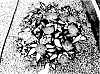 Impatiens%20hybrida%20hort%20%27SAKIMP037%27