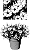 Petunia%20x%20hybrida%20%27USTUNJ2401%27