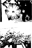 Petunia%20hybrida%20%27PEHY0013%27