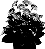 Gerbera%20hybrida%20%27Garheart%27