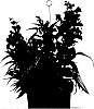 Penstemon%20hybrid%20%27YAPRUBY%27