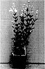 Salvia%20greggii%20x%20S.%20microphylla%20%27Elk%20White%20Ice%27