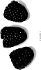Rubus%20idaeus%20L.%20%27Pacific%20Starlet%27