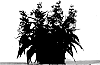 Penstemon%20hybrid%20%27YAPROSE%27