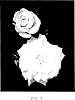 Rosa%20hybrida%20%27Meizorland%27