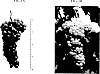Vitis%20x%20vinifera%20%28hybrid%29%20%27SOR%C3%83%E2%80%B0LI%27