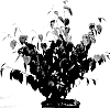 Cercidiphyllum%20japonicum%20%27JWW4%27