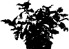 Physocarpus%20opulifolius%20%27Hoogi018%27