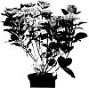 Hydrangea%20macrophylla%20%27HORTMAGRECLO%27