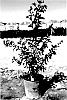 Lagerstroemia%20indica%20%271LI%27