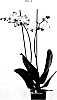 Phalaenopsis%20Blume%20%27Suphal1401%27