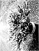 Juniperus%20horizontalis%20%27MonGeo%27