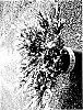 Juniperus%20horizontalis%20%27MonGeo%27