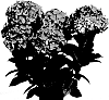 Hydrangea%20macrophylla%20%27HORTMADACE%27