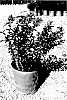 Lagerstroemia%20indica%20%2718LI%27