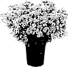Sedum%20hybrid%20%27Jade%20Tuffet%27